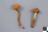 Cortinarius gentilis image